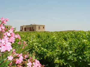karadut-bagevi-resimleri-2